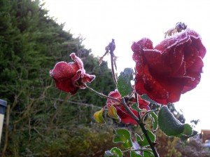 Frost zaubert einen eisigen Zuckerguss an die Rosen